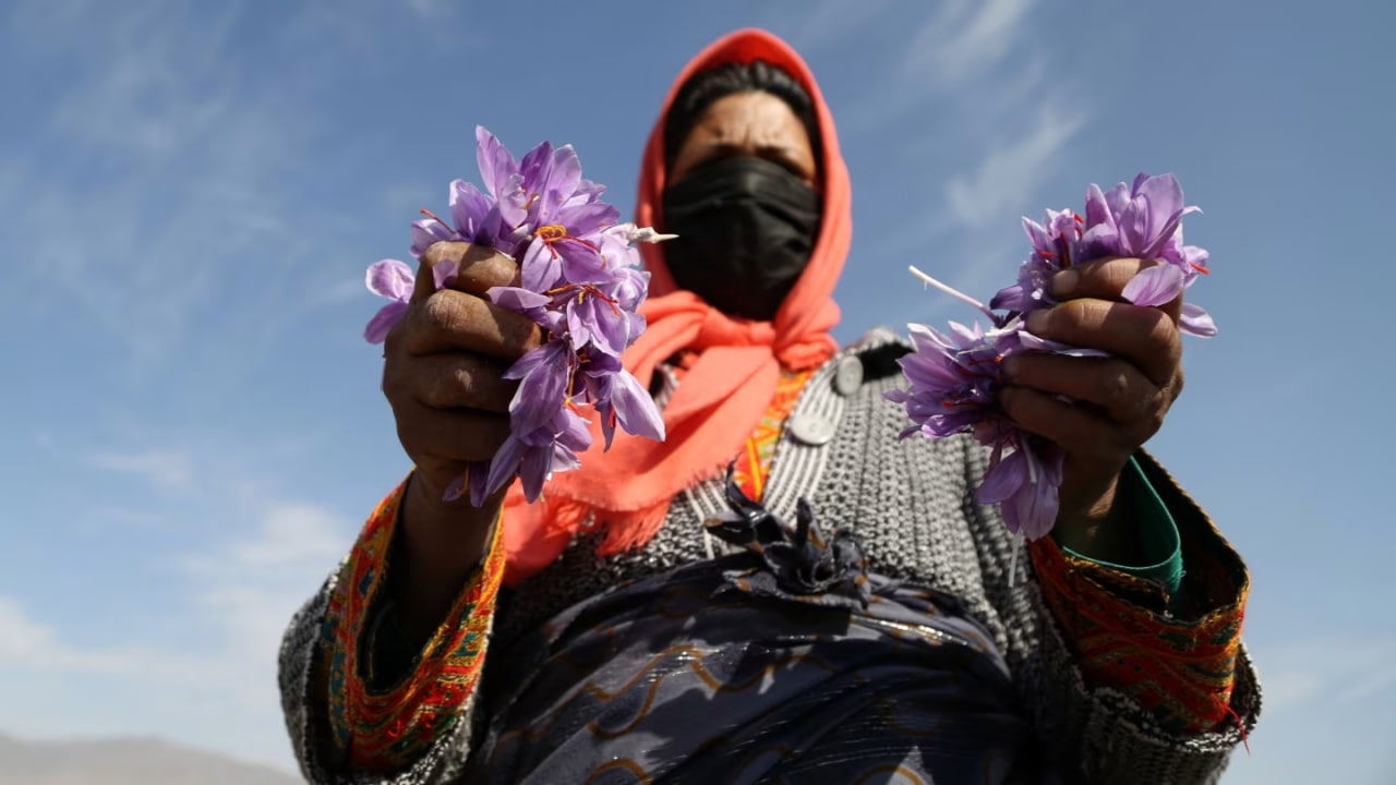 تصویر زعفران در دستان یک کشاورز زن
